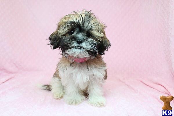 lvpuppyheaven Picture 2